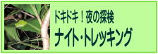 夜の探検！ナイト・トレッキング